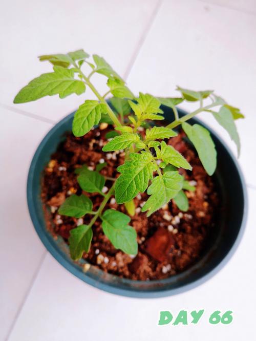 小番茄种植方法和时间_水果小番茄怎么种植时间长 小番茄种植方法和时间_水果小番茄怎么种植时间长 农业常识