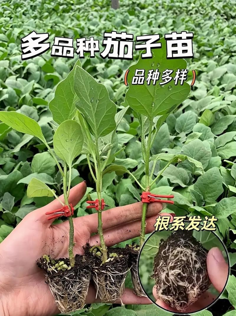 蔬菜种植，选苗十分重要，如何选购种子和秧苗_种植小技巧三农蔬菜种子怎么种 蔬菜种植，选苗十分重要，如何选购种子和秧苗_种植小技巧三农蔬菜种子怎么种 农业常识