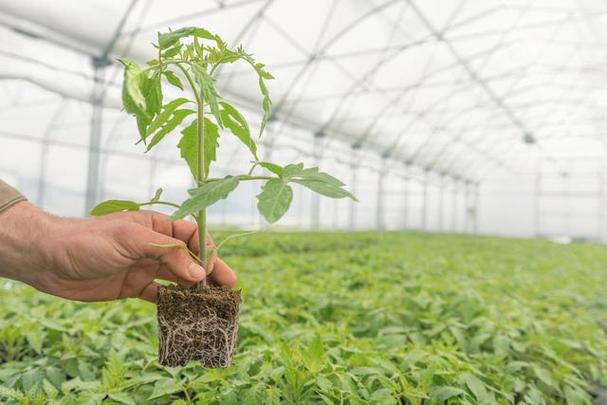 北方庭院西红柿种植时间和方法_北方露天番茄怎么种植视频 种植技巧 北方庭院西红柿种植时间和方法_北方露天番茄怎么种植视频 北方庭院西红柿种植时间和方法_北方露天番茄怎么种植视频 种植技巧