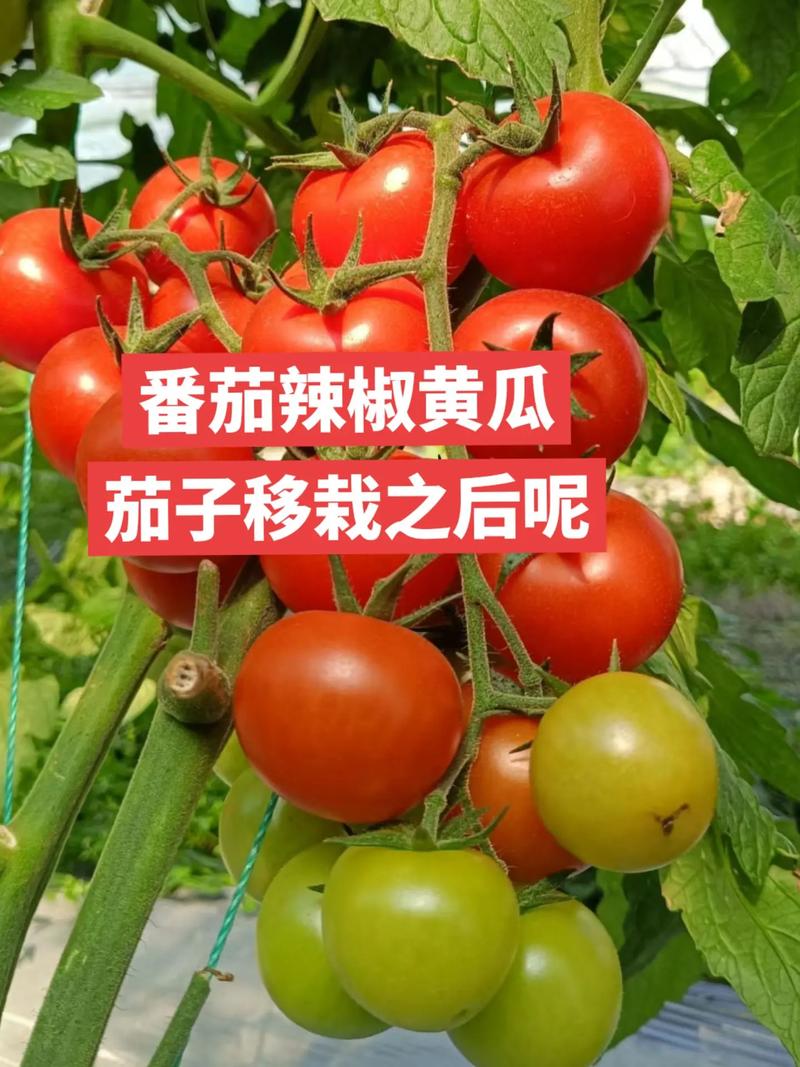 黄瓜西红柿和辣椒一起种植可以吗_蔬菜种植番茄辣椒技巧视频 黄瓜西红柿和辣椒一起种植可以吗_蔬菜种植番茄辣椒技巧视频 番茄种植技巧