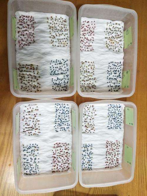 中青行动的种子怎么种_蔬菜种子种植小技巧视频教程 中青行动的种子怎么种_蔬菜种子种植小技巧视频教程 花朵知识