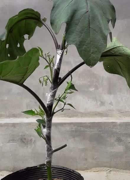 嫁接番茄有什么好处_嫁接的番茄怎么种植视频 嫁接番茄有什么好处_嫁接的番茄怎么种植视频 番茄种植技巧