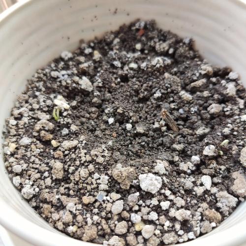 番茄没发芽几天浇水_番茄不催芽怎么种植视频 番茄没发芽几天浇水_番茄不催芽怎么种植视频 番茄种植技巧