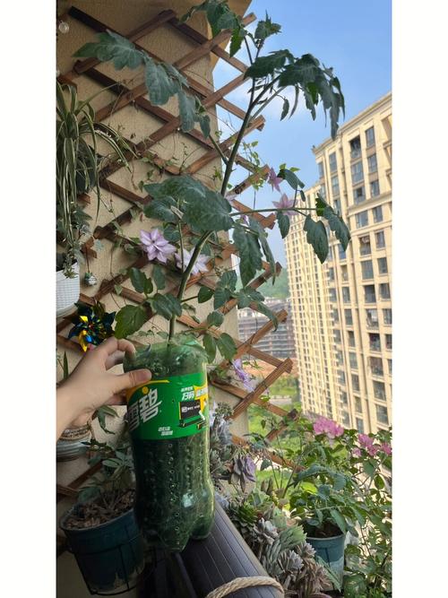 西红柿怎么装瓶子不会坏_空瓶子种番茄怎么种植视频 西红柿怎么装瓶子不会坏_空瓶子种番茄怎么种植视频 植物种类