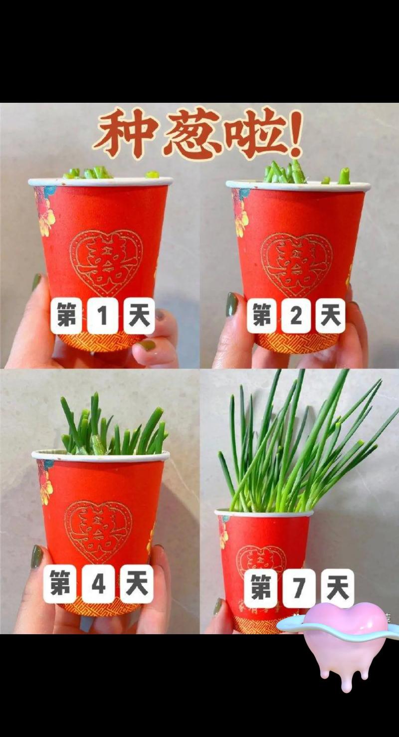 家庭葱种子种植方法_种子盆栽蔬菜种植小技巧视频 家庭葱种子种植方法_种子盆栽蔬菜种植小技巧视频 植物种类