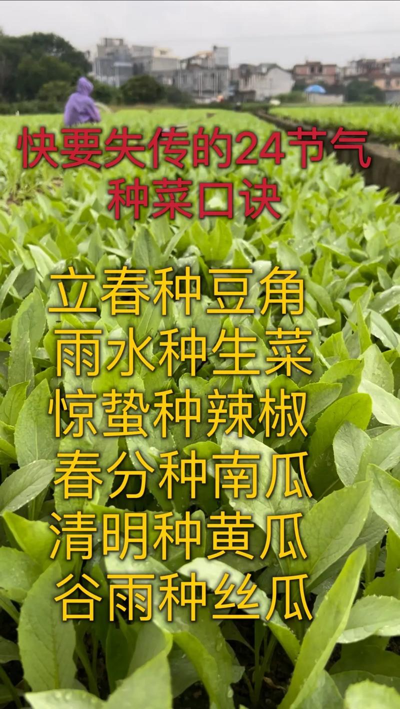一年四季春夏春秋冬种菜方法技术_夏天蔬菜种植小技巧简单视频 一年四季春夏春秋冬种菜方法技术_夏天蔬菜种植小技巧简单视频 种植技巧