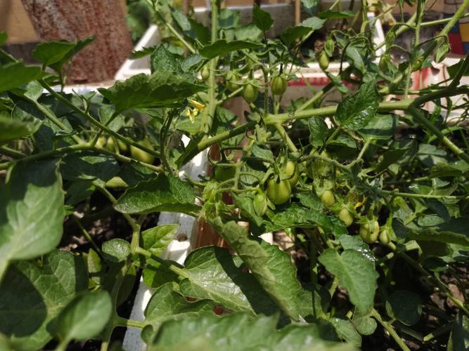日本红风铃小番茄种植方法_风铃番茄怎么种植视频 日本红风铃小番茄种植方法_风铃番茄怎么种植视频 种植技巧