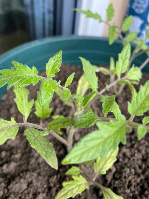 辣椒和西红柿能一起种吗？需要注意什么_怎么种植辣椒和番茄种子 辣椒和西红柿能一起种吗？需要注意什么_怎么种植辣椒和番茄种子 番茄种植技巧