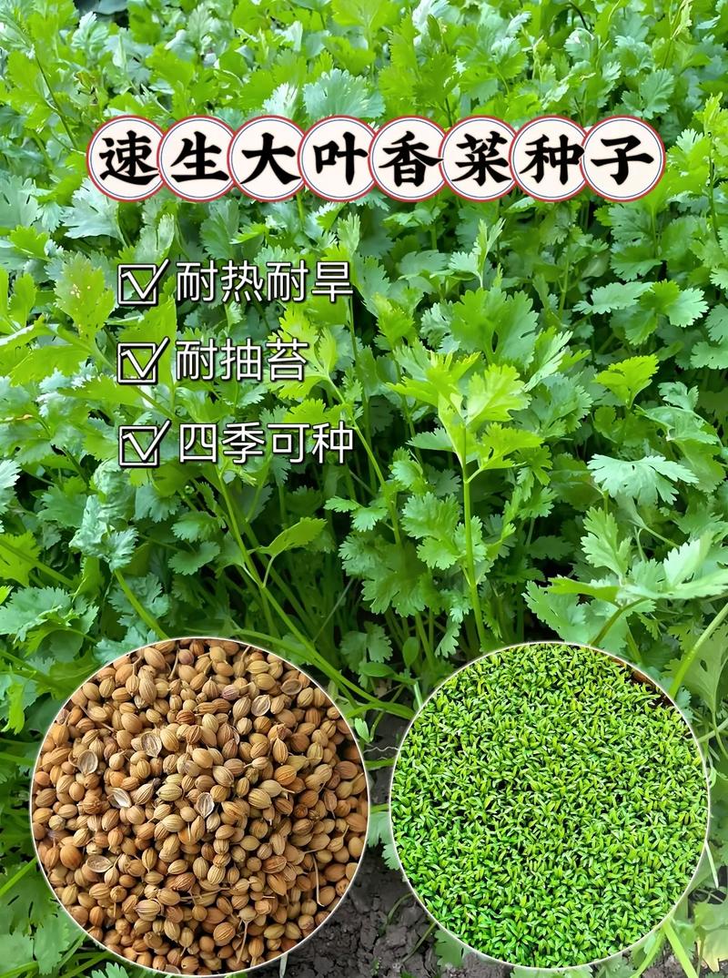 疙瘩菜怎么种植管理才能高产？为什么我种的不长疙瘩，光长叶子_精品蔬菜种植技巧图解视频 疙瘩菜怎么种植管理才能高产？为什么我种的不长疙瘩，光长叶子_精品蔬菜种植技巧图解视频 种植技巧