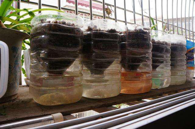家里的空油瓶,都有哪些聪明的改造方法_油壶种菜方法 种植技巧 家里的空油瓶,都有哪些聪明的改造方法_油壶种菜方法 家里的空油瓶,都有哪些聪明的改造方法_油壶种菜方法 种植技巧