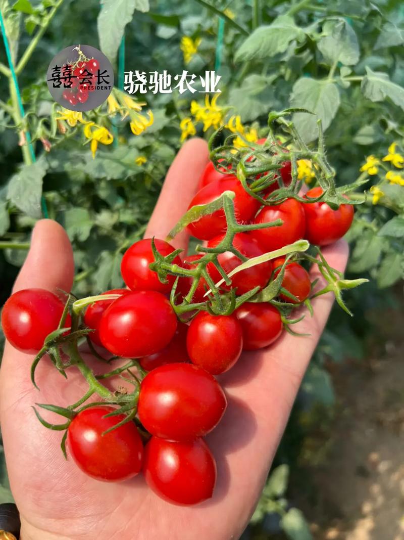 釜山88小番茄苗能长多高_玲珑番茄怎么种植视频 釜山88小番茄苗能长多高_玲珑番茄怎么种植视频 土壤施肥
