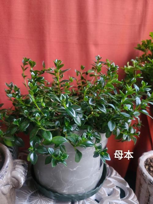 金鱼吊兰营养液正确使用方法_番茄吊兰怎么种植方法 金鱼吊兰营养液正确使用方法_番茄吊兰怎么种植方法 花朵知识