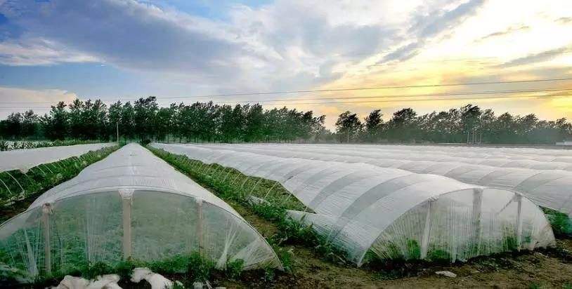 大棚里为什么能生长反季节的蔬菜_反季节蔬菜种植技巧图解视频 大棚里为什么能生长反季节的蔬菜_反季节蔬菜种植技巧图解视频 番茄病虫害防治