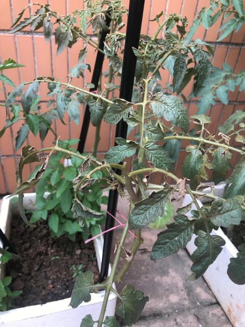 西红柿苗水浇多了怎么补救_番茄种植松土怎么办视频 西红柿苗水浇多了怎么补救_番茄种植松土怎么办视频 番茄病虫害防治