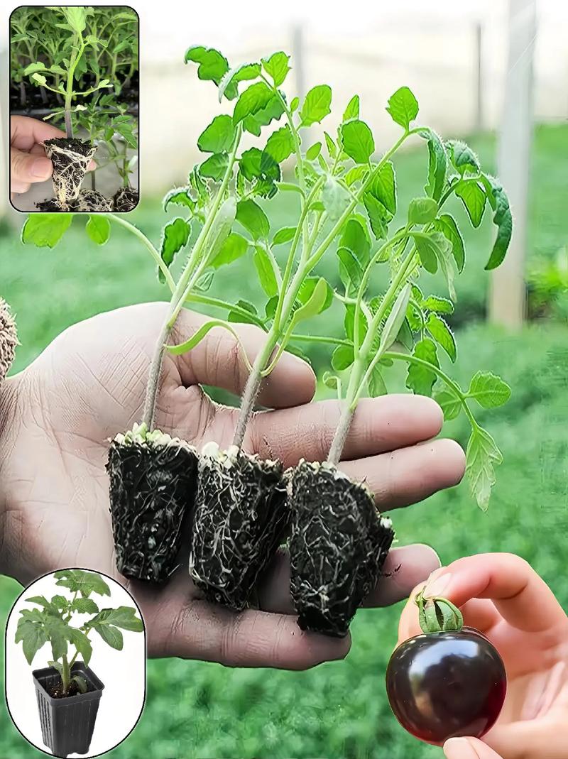 番茄视频是干什么的_黑番茄怎么发芽种植视频教程 番茄视频是干什么的_黑番茄怎么发芽种植视频教程 番茄种植技巧