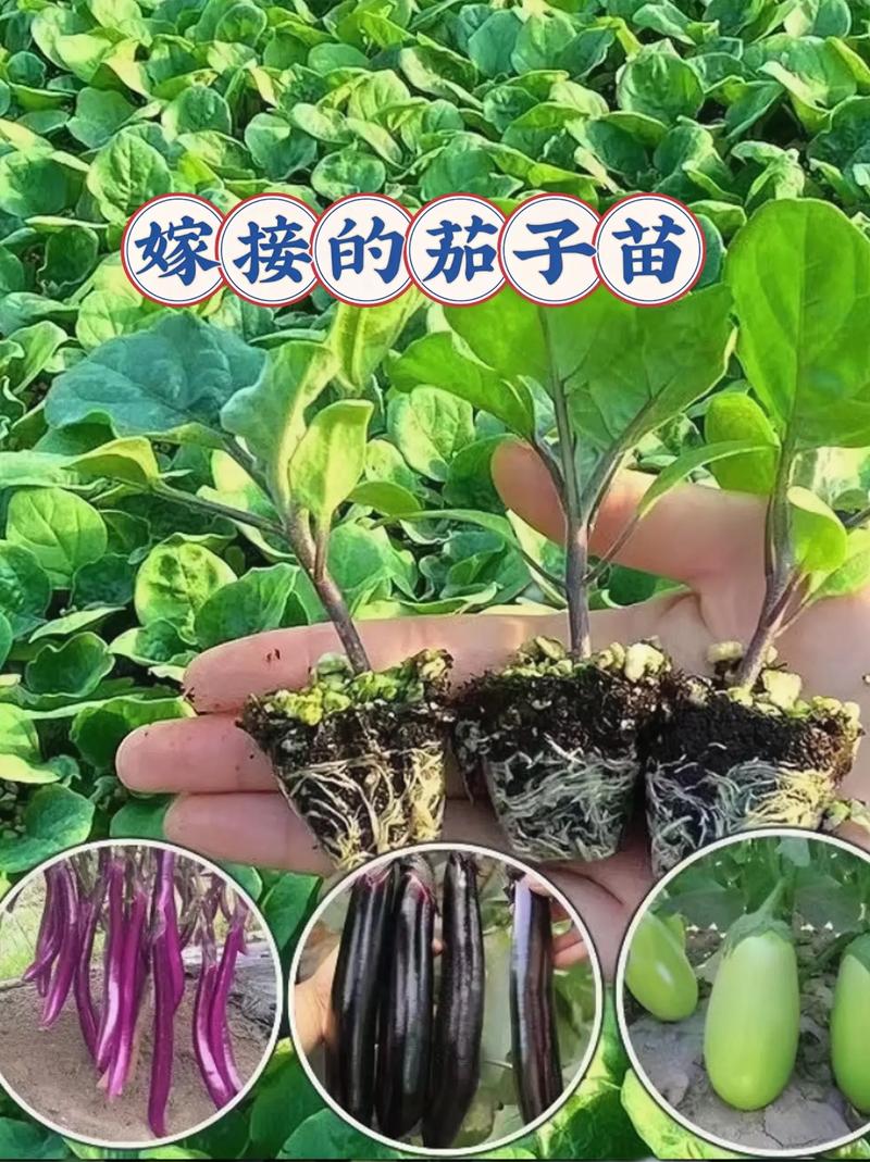 茄子苗和西红柿苗能种在一起吗_番茄嫁接茄子苗怎么种植视频 茄子苗和西红柿苗能种在一起吗_番茄嫁接茄子苗怎么种植视频 农业常识