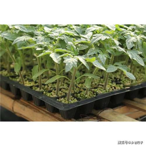 西红柿苗子怎么种植技术_番茄种植前怎么种苗视频 西红柿苗子怎么种植技术_番茄种植前怎么种苗视频 土壤施肥