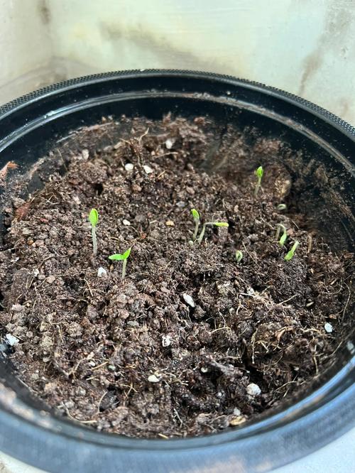 新提取的西红柿种子可以马上种吗_番茄长芽后怎么种植视频 新提取的西红柿种子可以马上种吗_番茄长芽后怎么种植视频 番茄种植技巧
