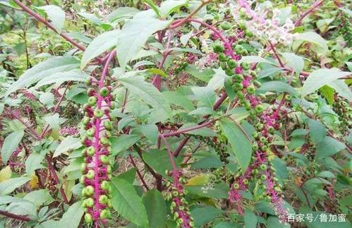 海南野菜种植方法_海南蔬菜种植小技巧图解视频 海南野菜种植方法_海南蔬菜种植小技巧图解视频 花朵知识