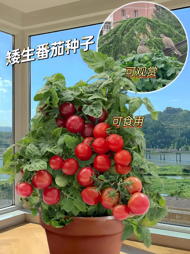 矮番茄怎么种，矮番茄的栽培种植方法_干旱番茄怎么种植的 矮番茄怎么种，矮番茄的栽培种植方法_干旱番茄怎么种植的 种植技巧