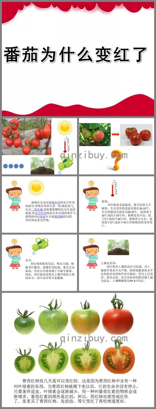怎样能让青西红柿快速变红_番茄怎么种了 怎样能让青西红柿快速变红_番茄怎么种了 农业常识