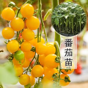 阳台种植该注意什么_黄宝石番茄果苗怎么种植视频 阳台种植该注意什么_黄宝石番茄果苗怎么种植视频 番茄种植技巧