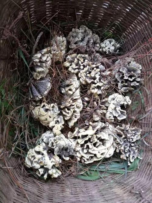 包山菌怎么吃_番茄菌种袋怎么种植的视频 包山菌怎么吃_番茄菌种袋怎么种植的视频 土壤施肥