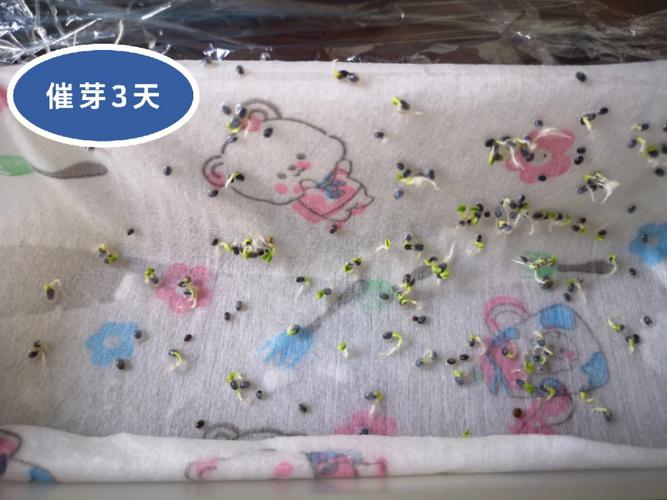 罗勒叶的大面积种植方法_种植番茄罗勒怎么种植 罗勒叶的大面积种植方法_种植番茄罗勒怎么种植 花朵知识