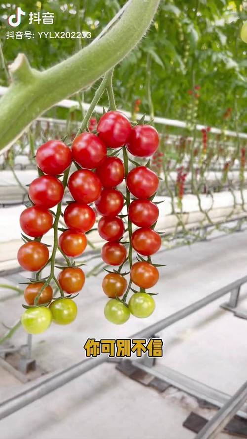 塑料瓶种瀑布小番茄育苗方法_番茄瀑布种子怎么种植的 塑料瓶种瀑布小番茄育苗方法_番茄瀑布种子怎么种植的 花朵知识