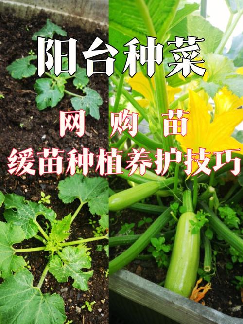 幼小的蔬菜苗往大田移植,怎样才能确保高成活率_蔬菜种植箱移苗技巧视频 土壤施肥 幼小的蔬菜苗往大田移植,怎样才能确保高成活率_蔬菜种植箱移苗技巧视频 幼小的蔬菜苗往大田移植,怎样才能确保高成活率_蔬菜种植箱移苗技巧视频 土壤施肥