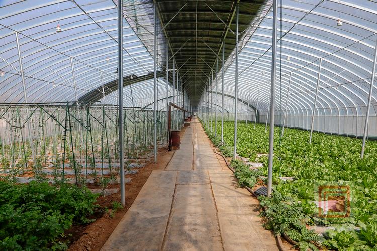 蔬菜大棚怎么建造_蔬菜种植技巧大棚图片大全 蔬菜大棚怎么建造_蔬菜种植技巧大棚图片大全 土壤施肥