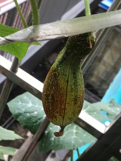黄瓜西红柿什么时间种植_黑番茄黄瓜苗怎么种植视频 黄瓜西红柿什么时间种植_黑番茄黄瓜苗怎么种植视频 农业常识