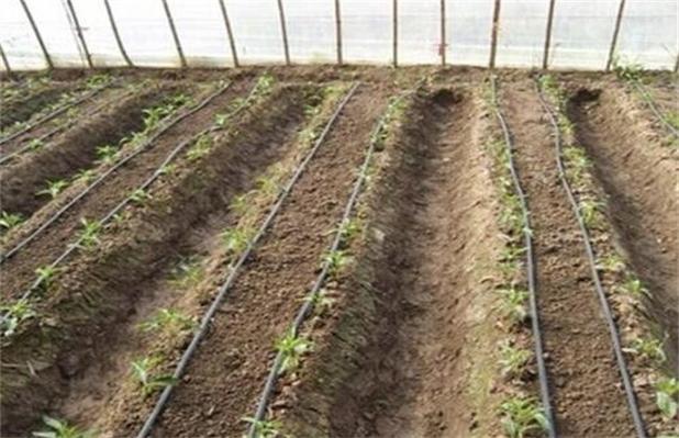 西红柿根腐茎基腐防治什么时候滴灌冲施_种植番茄滴管怎么摆放好 西红柿根腐茎基腐防治什么时候滴灌冲施_种植番茄滴管怎么摆放好 花朵知识