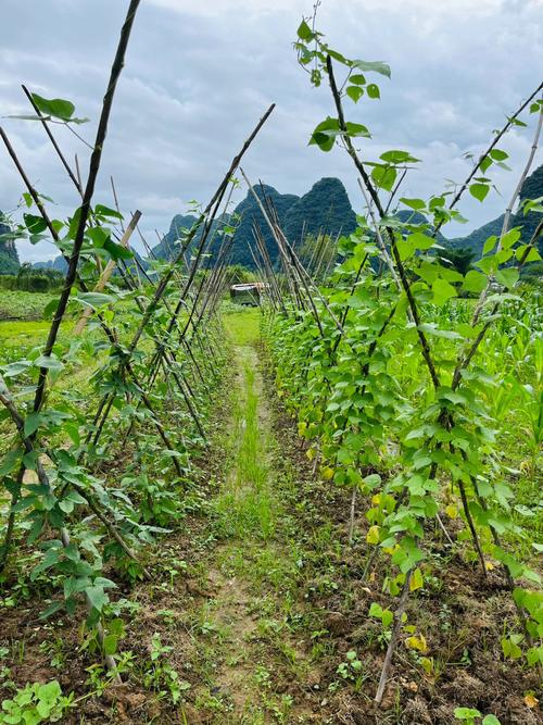 怎么看待有机蔬菜的市场前景_杭州有机蔬菜种植小技巧视频 怎么看待有机蔬菜的市场前景_杭州有机蔬菜种植小技巧视频 种植技巧