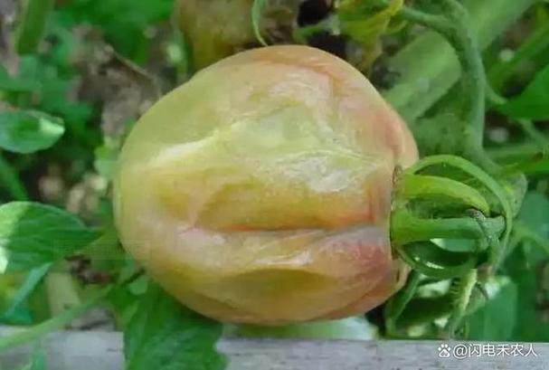 地里的番茄果实还未长大却开始红了，而且脐部也烂了是怎么一回事？该如何防治_坏番茄怎么种植方法视频 地里的番茄果实还未长大却开始红了，而且脐部也烂了是怎么一回事？该如何防治_坏番茄怎么种植方法视频 番茄种植技巧