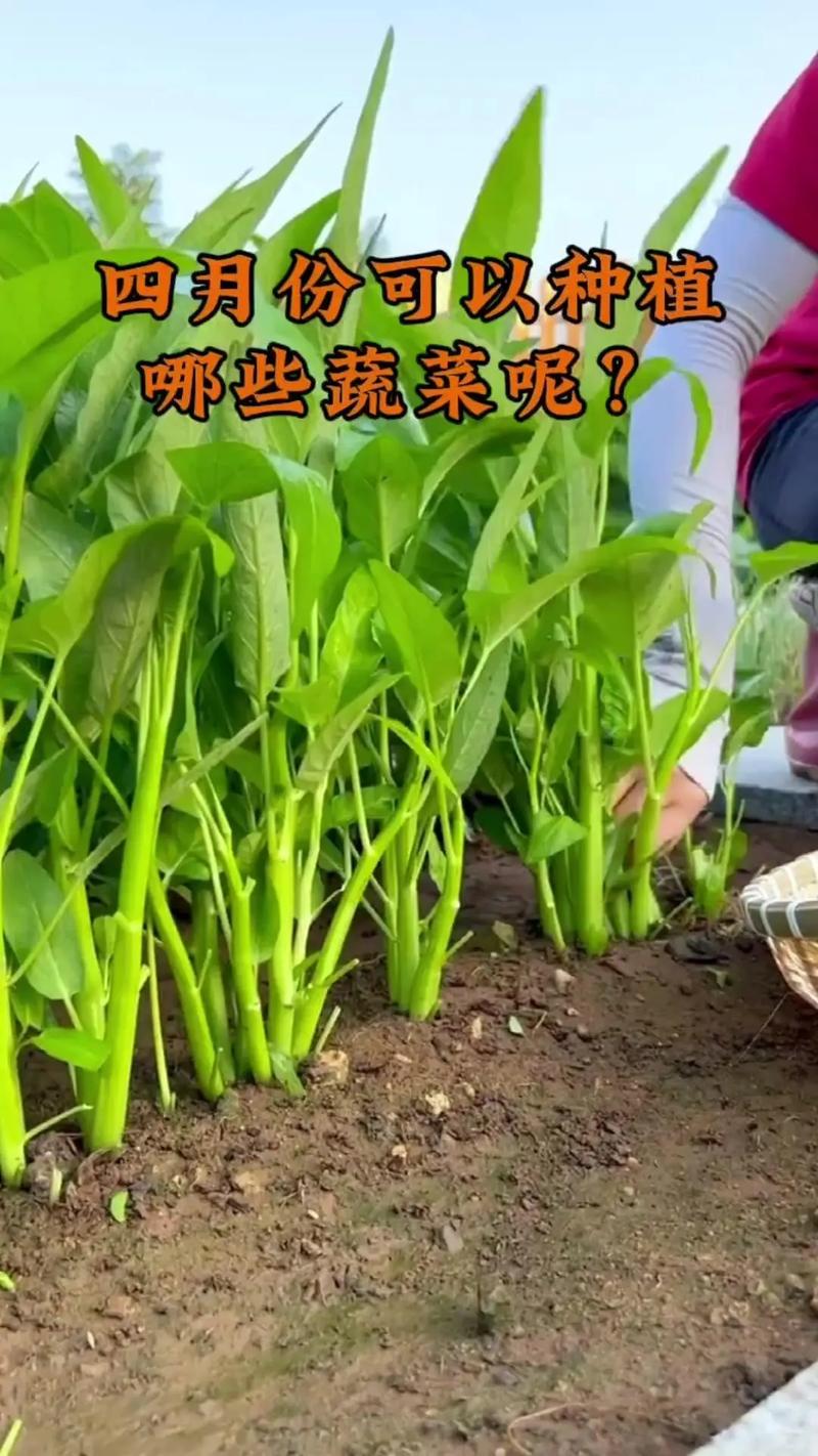 南方广东广西两广片区4月份适合种植什么蔬果_广东蔬菜种植小技巧图片大全 南方广东广西两广片区4月份适合种植什么蔬果_广东蔬菜种植小技巧图片大全 花朵知识