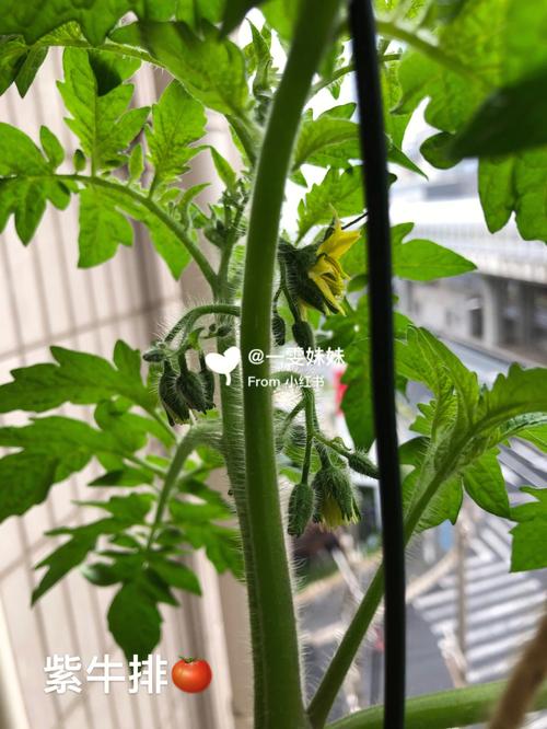 番茄小说的介绍视频怎么申请_阳台怎么种植大番茄视频教程 番茄小说的介绍视频怎么申请_阳台怎么种植大番茄视频教程 番茄病虫害防治
