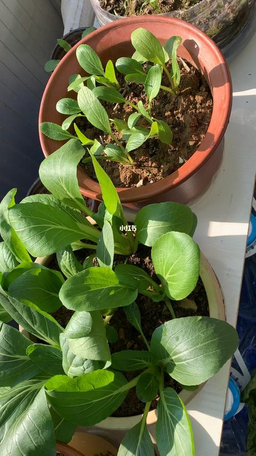 冬季如何在室内种植蔬菜_用家居蔬菜种植小技巧视频 冬季如何在室内种植蔬菜_用家居蔬菜种植小技巧视频 植物种类