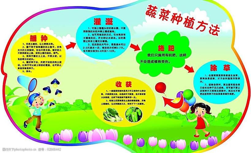 东北室内种菜方法_室内蔬菜种植技术技巧图片 东北室内种菜方法_室内蔬菜种植技术技巧图片 种植技巧