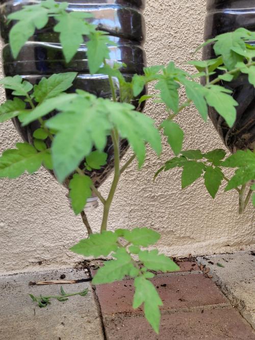 空油桶种西红柿正确方法_油桶种植番茄怎么种植的 空油桶种西红柿正确方法_油桶种植番茄怎么种植的 花朵知识