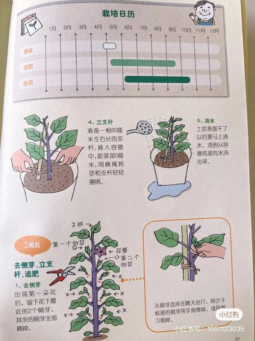番茄和茄子间隔多少米_阳台番茄茄子怎么种植视频 番茄和茄子间隔多少米_阳台番茄茄子怎么种植视频 番茄种植技巧
