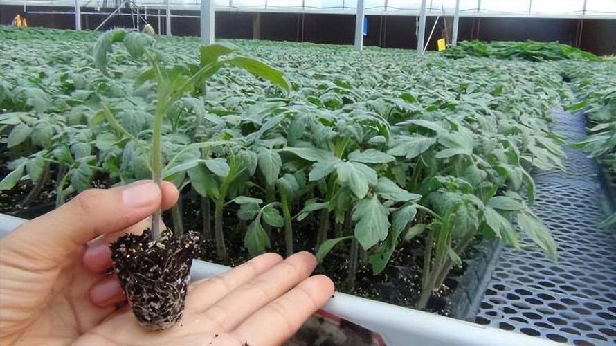 小番茄种子育苗方法全过程_小番茄小苗怎么种植视频 番茄病虫害防治 小番茄种子育苗方法全过程_小番茄小苗怎么种植视频 小番茄种子育苗方法全过程_小番茄小苗怎么种植视频 番茄病虫害防治