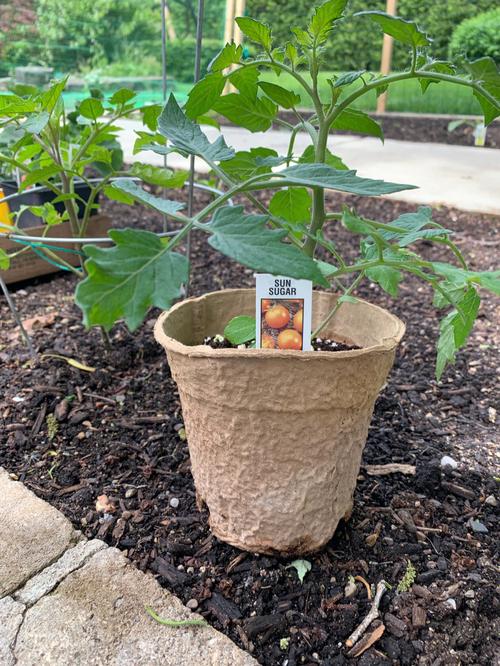 彩椒有哪些做法_红黄番茄怎么种植视频 彩椒有哪些做法_红黄番茄怎么种植视频 植物种类
