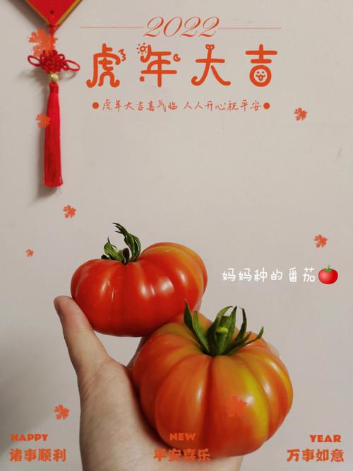 怎样让老鼠不偷吃番茄_种植番茄怎么防老鼠咬人的 怎样让老鼠不偷吃番茄_种植番茄怎么防老鼠咬人的 番茄病虫害防治