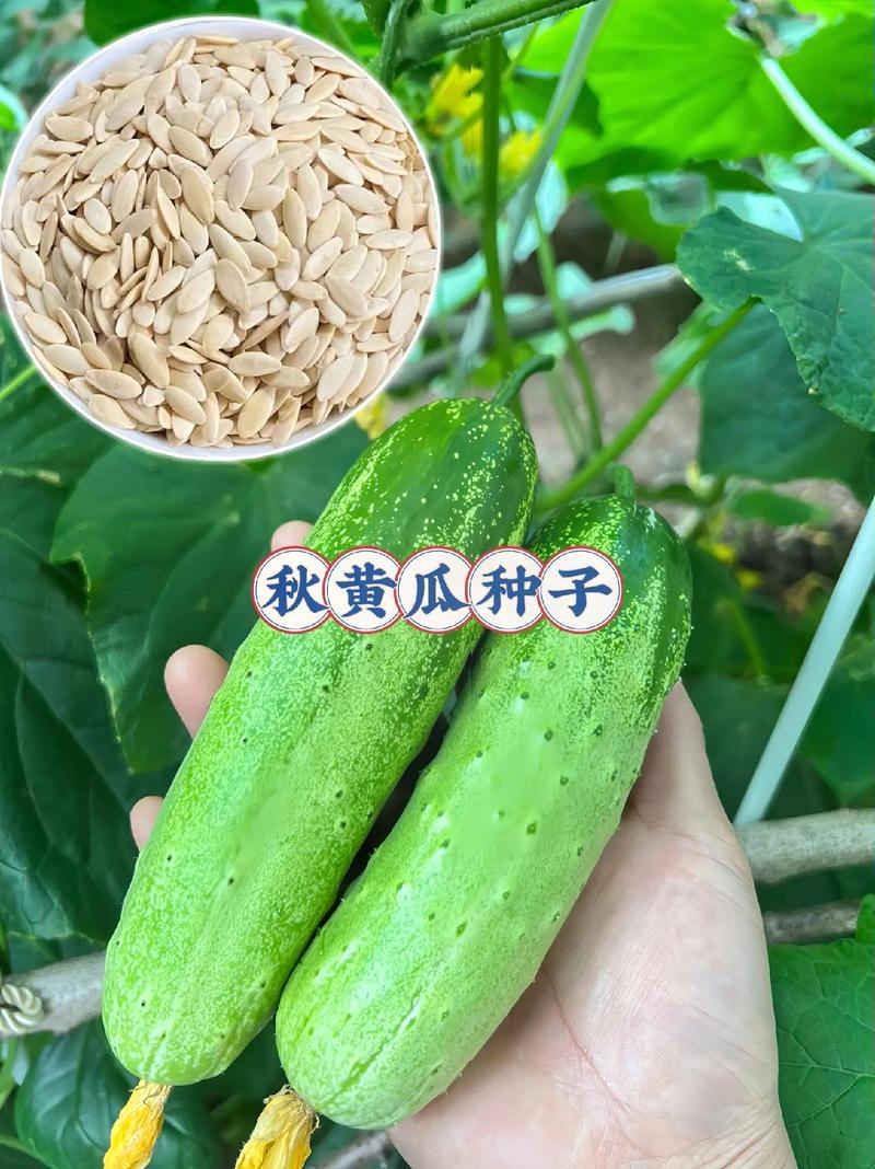 黄瓜种子分春天和秋天的吗_秋季蔬菜种子种植小技巧视频 黄瓜种子分春天和秋天的吗_秋季蔬菜种子种植小技巧视频 番茄病虫害防治