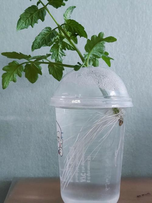 水培番茄水需要流动吗_番茄水培怎么种植视频 水培番茄水需要流动吗_番茄水培怎么种植视频 番茄种植技巧