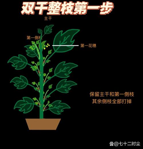 西红柿种植技术怎么剪枝条_番茄种植怎么打杈子 西红柿种植技术怎么剪枝条_番茄种植怎么打杈子 种植技巧