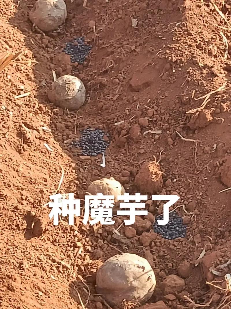 种西瓜的地，可以种魔芋吗_魔芋如何种 种西瓜的地，可以种魔芋吗_魔芋如何种 土壤施肥