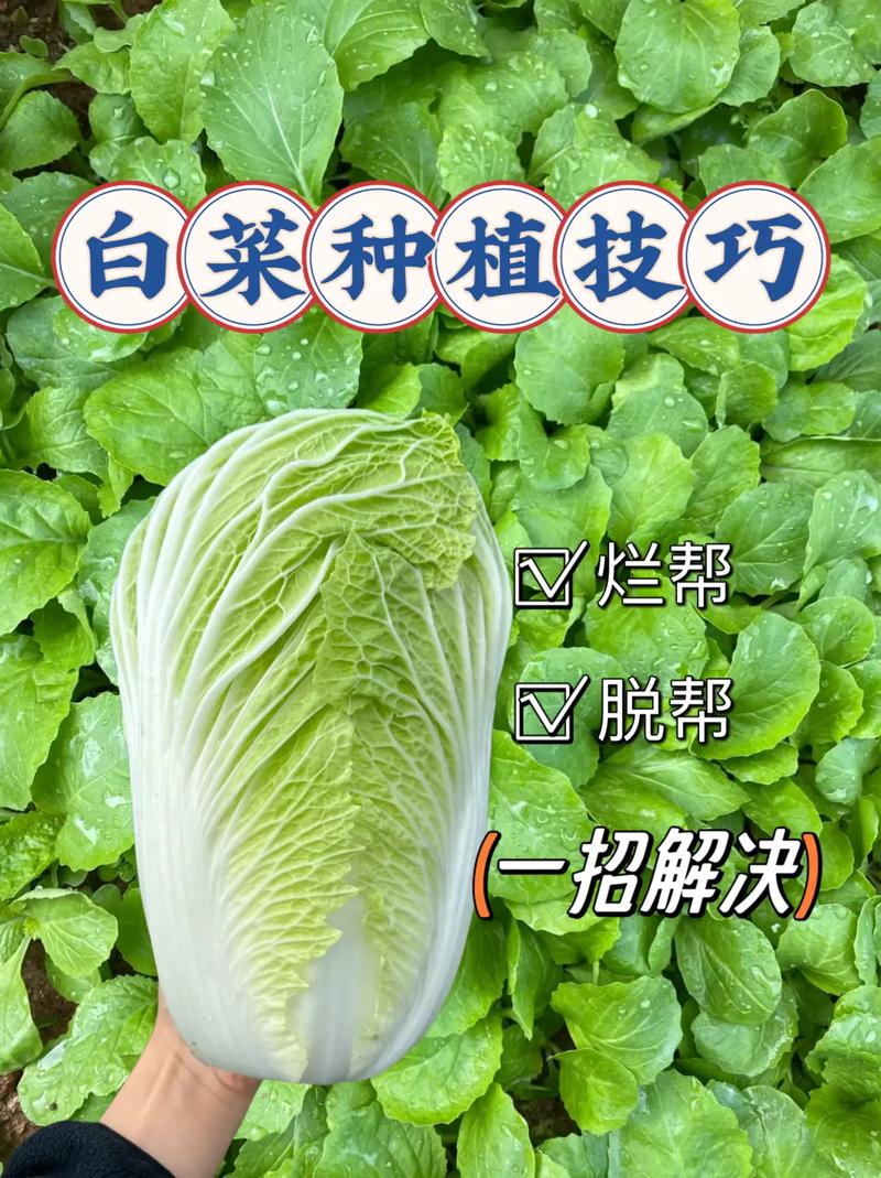 绿叶蔬菜种植的方法_精品蔬菜种植技巧和方法视频 绿叶蔬菜种植的方法_精品蔬菜种植技巧和方法视频 植物种类