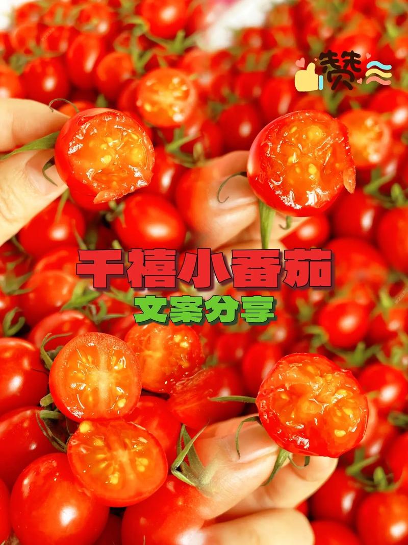 自己种的小番茄文案_番茄种植描述怎么写好 自己种的小番茄文案_番茄种植描述怎么写好 农业常识